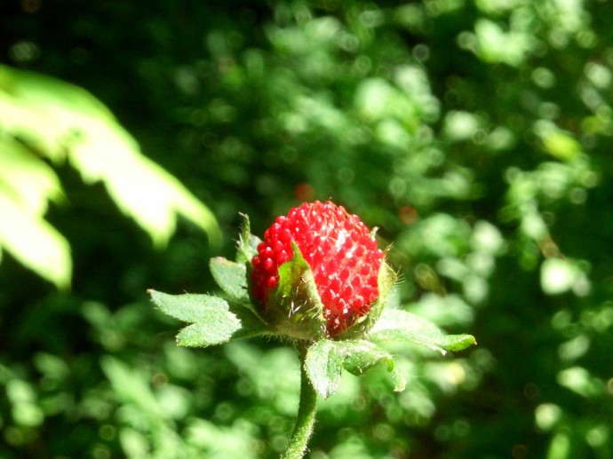 Розмарин помогает защитить землянику и клубнику от вредителей — Actualno Розмарин помогает защитить землянику и клубнику от вредителей — Actualno