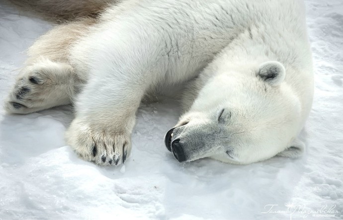 В якутском зоопарке прокомментировали информацию о сбежавшем белом медведе