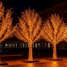 К Новому году Петропавловск украсят светящиеся деревья по полмиллиона за штуку