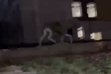 Лосенок решил прогуляться по российскому городу и попал на видео