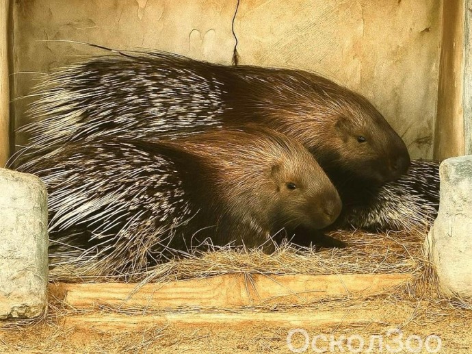 В Старооскольском зоопарке родился дикобраз В Старооскольском зоопарке родился дикобраз