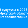Урожай кукурузы в 2025 году в Иркутской области превысит прошлогодние сборы