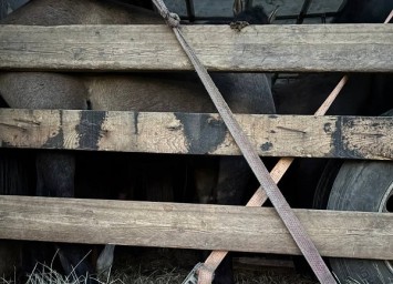 Через Бурятию в Казахстан пытались провезти табун лошадей