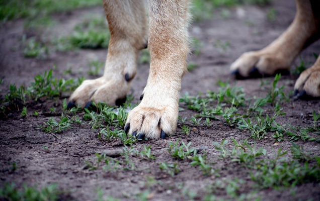 Собака папильон из Перми внесена в книгу рекордов как долгожитель