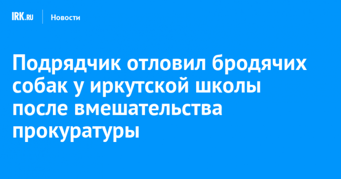 Подрядчик отловил бродячих собак у иркутской школы после вмешательства прокуратуры