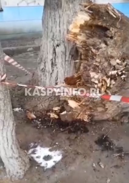 Огромное дерево упало на такси в Астрахани 