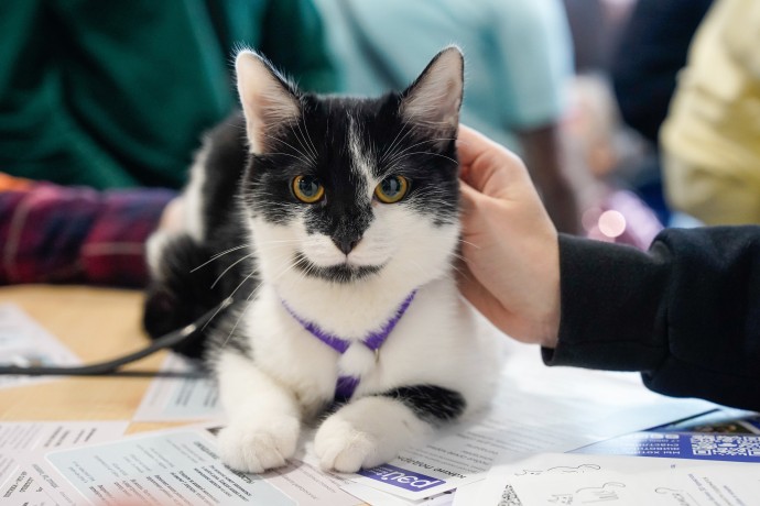 В СФ поддержали создание реестра заводчиков собак и кошек В СФ поддержали создание реестра заводчиков собак и кошек