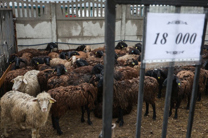 Данкверт предложил конфисковывать скот, который перевозят без ветдокументов