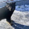 В Приамурье владелица агрессивного пса выплатит компенсацию школьникам