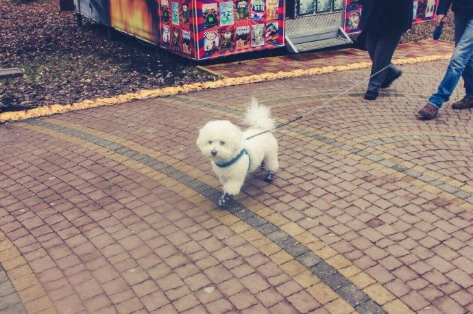 Владелец собаки в Зеленоградске выплатит за укус ребенка 15 тысяч рублей