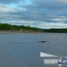 Мужчина пропал во время купания в Приамурье