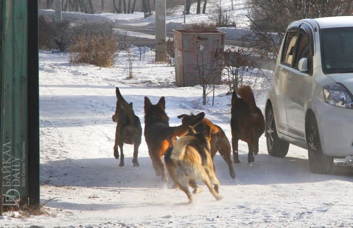 В России после гибели жителя Бурятии предлагают ужесточить ответственность за самовыгул собак