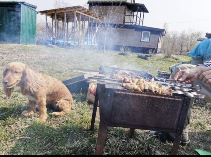 Шашлычные предпочтения у владивостокцев: свинина лидирует, но у каждого поколения свой вкус