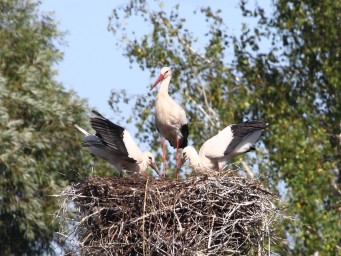 В Башкирии орнитологи рассказали о первом случае гнездования белых аистов