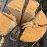 В Приангарье лесорубы заплатят почти два миллиона за страдания животных