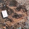 Очередное кровавое нападение тигра произошло в одном из приморских сёл