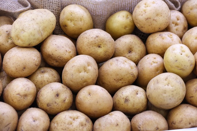 В СФ призвали повышать долю отечественных семян в сельском хозяйстве В СФ призвали повышать долю отечественных семян в сельском хозяйстве