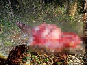 В Башкирии охотник незаконно убил лося