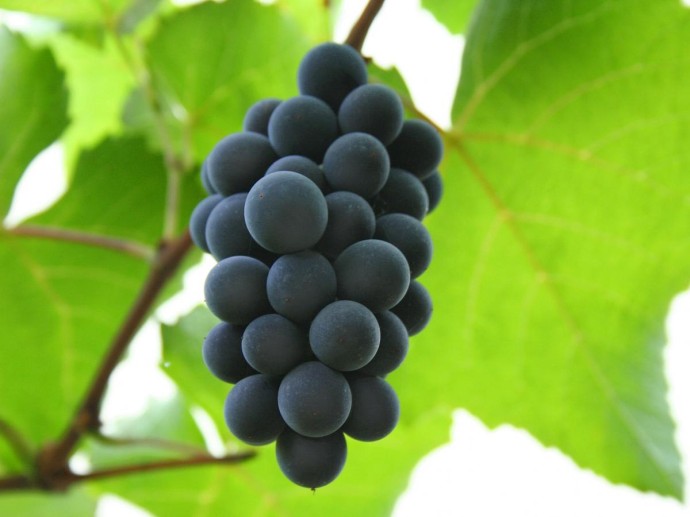 Сорт винограда "Альфа" выдерживает –30 °C и устойчив к болезням. Сорт винограда "Альфа" выдерживает –30 °C и устойчив к болезням.