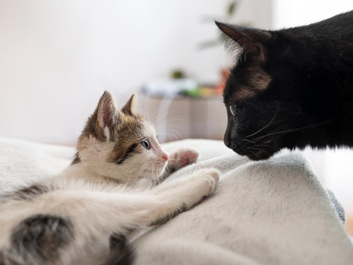 Кошка бодается при знакомстве: это проверка, которую проходят далеко не все