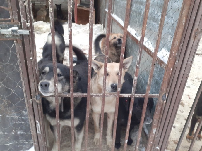 В Башкирии мертвых собак хоронят, где попало В Башкирии мертвых собак хоронят, где попало