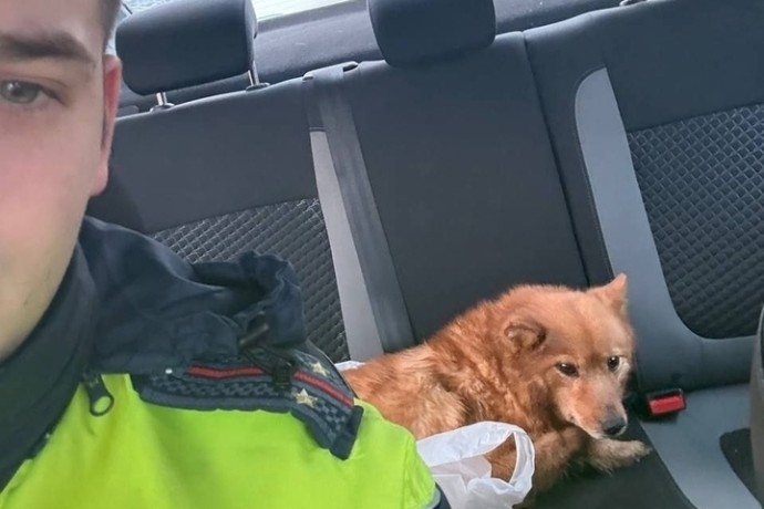 Полицейские Прионежья помогли питомцу вернуться домой