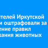 137 жителей Иркутской области оштрафовали за нарушение правил содержания животных