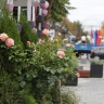 В Южном парке Белгорода высадят около 2 тысяч кустов роз