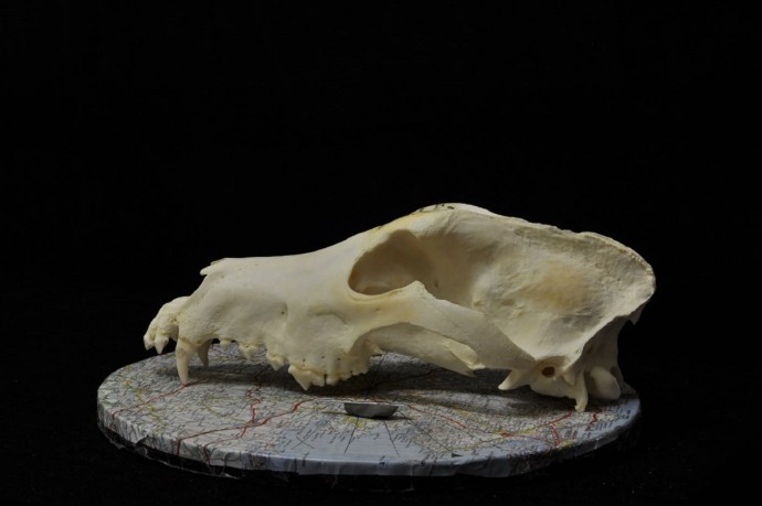 Ученые выяснили, что породы собак начали формироваться 11 000 лет назад Ученые выяснили, что породы собак начали формироваться 11 000 лет назад