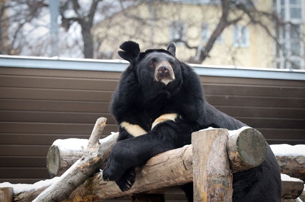 В Московском зоопарке впервые впал в спячку гималайский медведь Вася