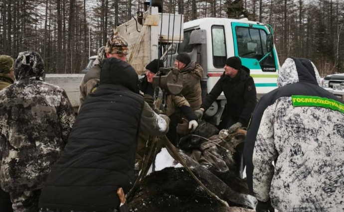 "Остается тяжелым": охотоведы рассказали о состоянии лося, которого спасли на Сахалине