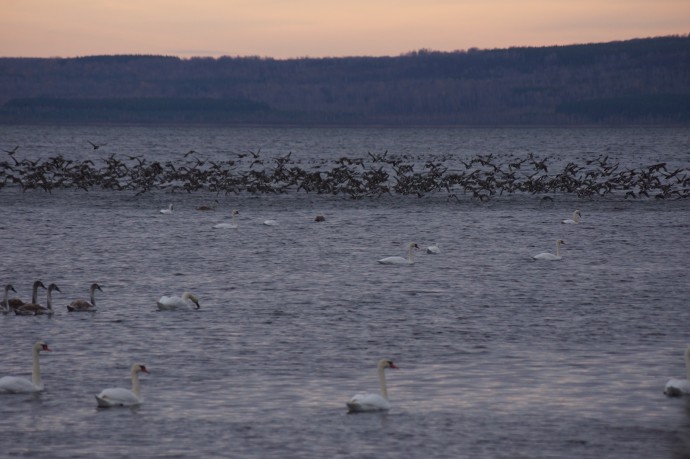 В Башкирии на озеро Кандрыкуль прилетели около 500 лебедей В Башкирии на озеро Кандрыкуль прилетели около 500 лебедей