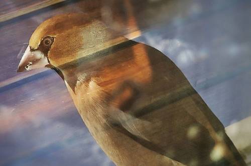 В Свободном дубонос заглянул в окно амурчанки