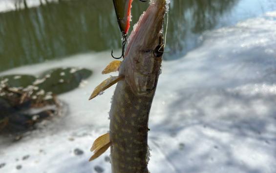 Курское предприятие оформило 6,6 тонны рыбы из нескольких килограммов сырья