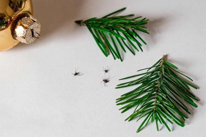 Елочные клещи напугали россиян. Что скрывается в новогодних деревьях?
