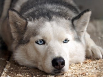 Собаки во сне проживают эмоции и события прошедшего дня