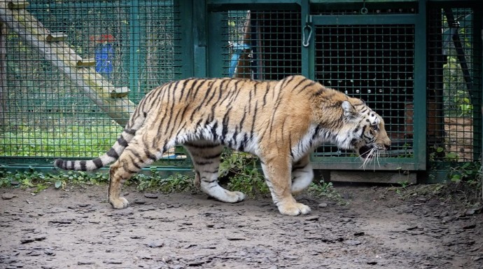 В центр воспроизводства редких видов животных прибыли две самки амурского тигра В центр воспроизводства редких видов животных прибыли две самки амурского тигра