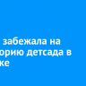 Косуля забежала на территорию детсада в Ангарске
