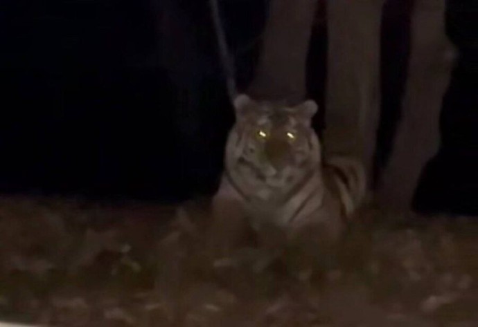 Тигр кошмарит жителей приморских поселков, а власти не решаются на отлов