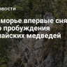 В Приморье впервые сняли видео пробуждения гималайских медведей