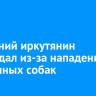 17-летний иркутянин пострадал из-за нападения бездомных собак