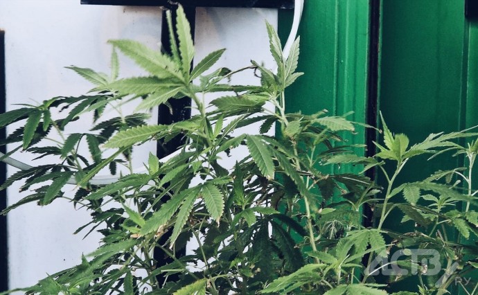 На Сахалине заключили под стражу жителя Поронайска, хранившего дома каннабис На Сахалине заключили под стражу жителя Поронайска, хранившего дома каннабис