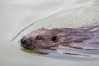 На западе Москвы около реки установили заграждения от бобров