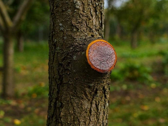 Йод защищает древесные спилы от гнили в зимний период Йод защищает древесные спилы от гнили в зимний период