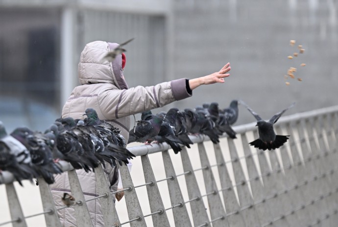 Юрист Зокиров: Кормление птиц может грозить штрафом до 500 тыс. рублей