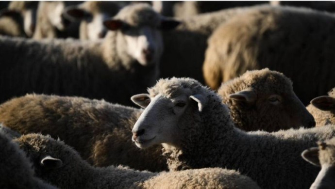Трагедия в Нежино: массовое убийство баранов потрясло Приморье Трагедия в Нежино: массовое убийство баранов потрясло Приморье