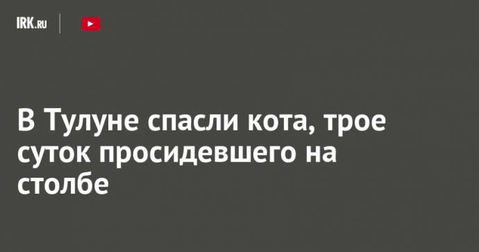В Тулуне спасли кота, трое суток просидевшего на столбе