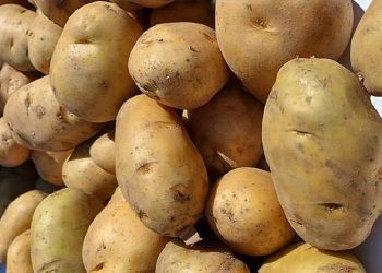 В Приамурье выросли поставки картофеля из Китая