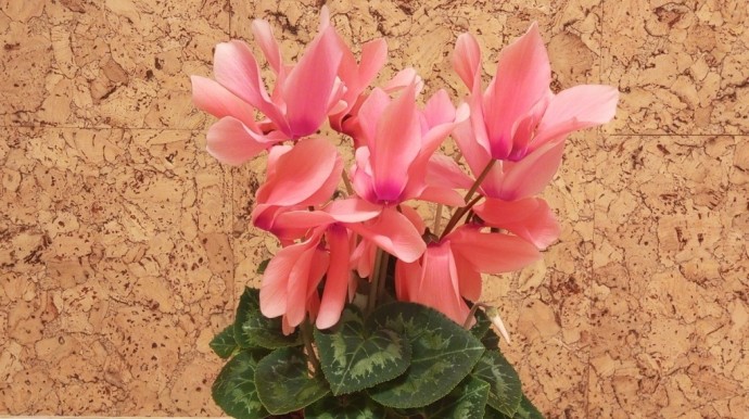 Жителей Башкирии ожидают сюрпризы аномальной погоды