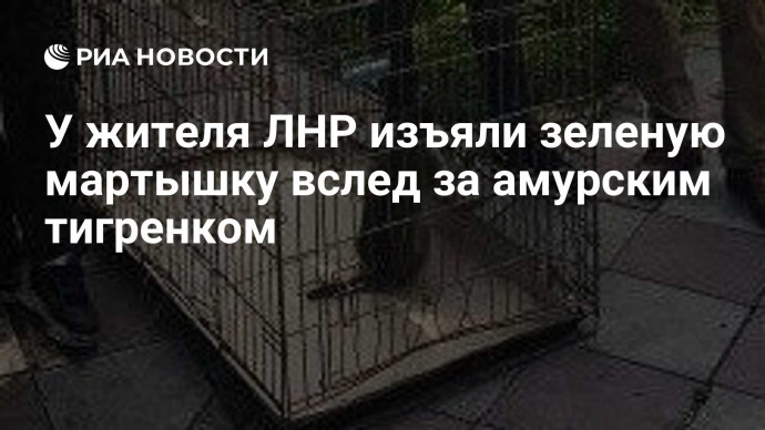 У жителя ЛНР изъяли зеленую мартышку вслед за амурским тигренком